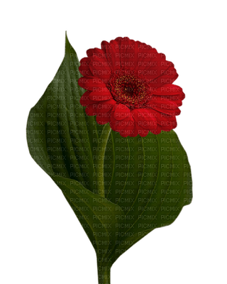 fleur rouge.Cheyenne63 - png gratis
