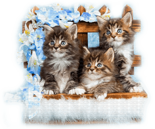 Kittens.Flowers.Brown.Blue - By KittyKatLuv65 - besplatni png