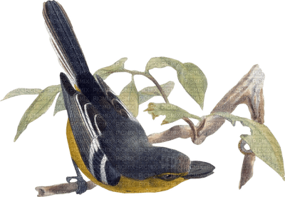Kaz_Creations Deco Leaves Leafs Bird Birds - ilmainen png