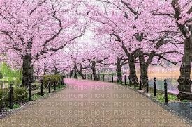 Cherry Blossoms - bezmaksas png