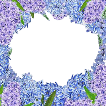 hyacinth flowers frame - δωρεάν png