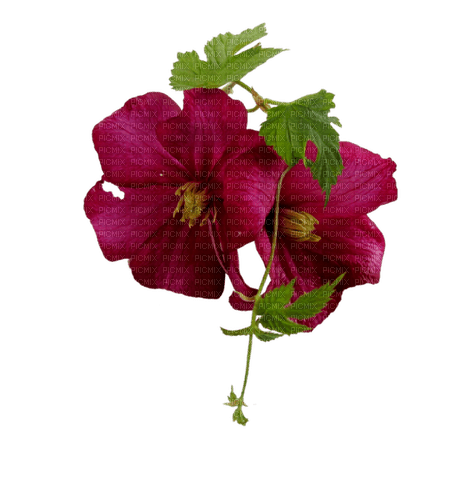 kikkapink autumn flower deco purple - фрее пнг