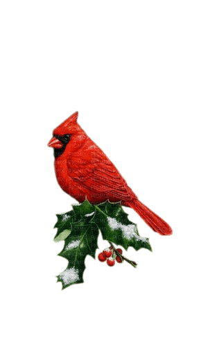 noel  hiver oiseau rouge - png gratuito