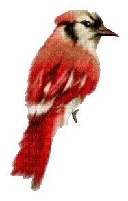 oiseau rouge-red bird