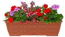 Blumenkasten - Ilmainen animoitu GIF