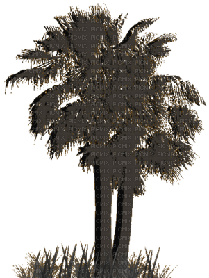 nbl-palm tree - ilmainen png