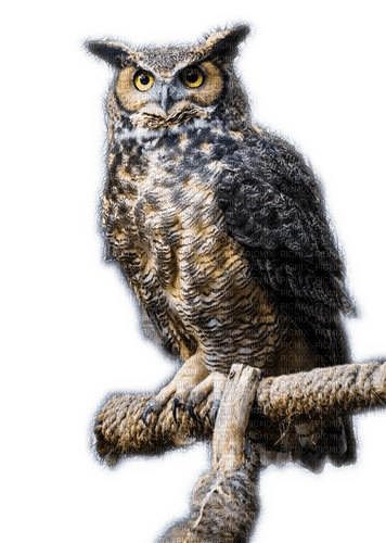 Rena Uhu Eule Owl Vogel Bird - png grátis