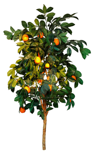 tropical tree by nataliplus - 免费PNG