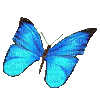 бабочка синяя - GIF animé gratuit