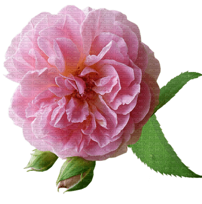 kukka, flower, fleur, ruusu, rose - ücretsiz png