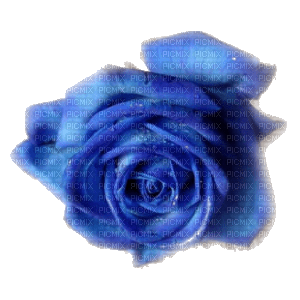 Roses dm19 - png gratis