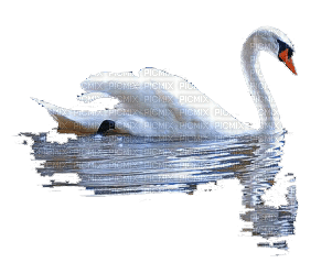 swan - png grátis