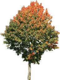 arbres_trees__ autumn_automne_Blue DREAM 70 - 無料png