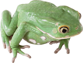 Kaz_Creations Frog Toad - png grátis