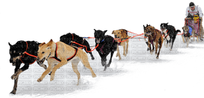 sled dogs -  Nitsa 2 - Free PNG
