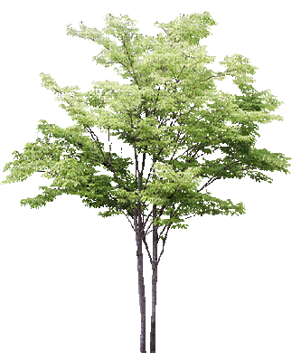 arbre gif - Бесплатный анимированный гифка