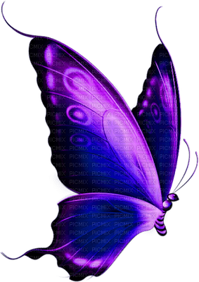 papillon violet.Cheyenne63 - Free PNG