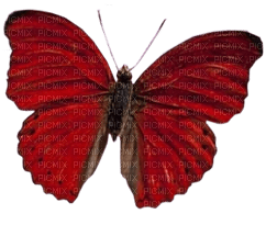 mariposa  roja  dubravka4 - Free PNG