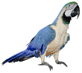 Kaz_Creations Parrot Bird - 免费PNG