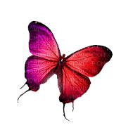 ✶ Butterfly {by Merishy} ✶ - Free PNG
