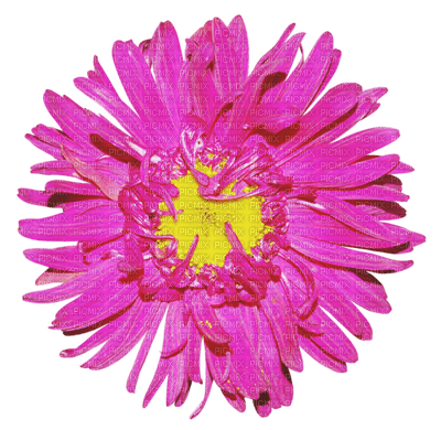 Kaz_Creations Deco Flower Colours - 無料png