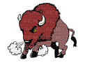 Native Buffalo - Безплатен анимиран GIF