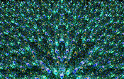 Background peacock feather - Бесплатни анимирани ГИФ