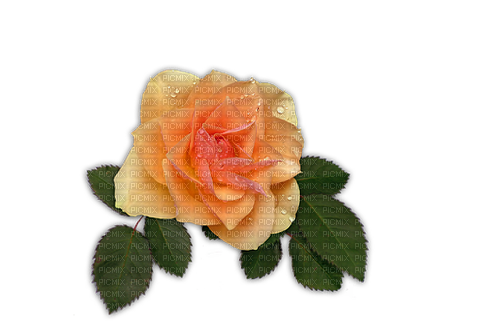 kikkapink deco scrap flower orange rose spring - gratis png