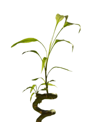 Tube Plante Verte - δωρεάν png