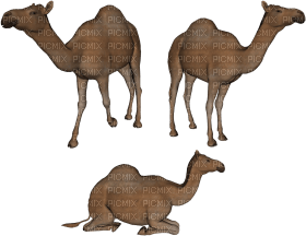 Kaz_Creations Camel - безплатен png