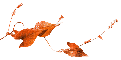 soave deco animated autumn branch liaves orange - Бесплатный анимированный гифка
