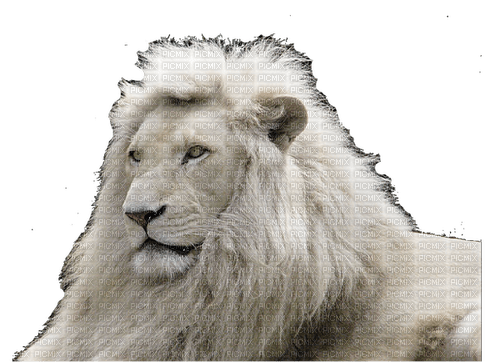 White Lion png - PNG gratuit