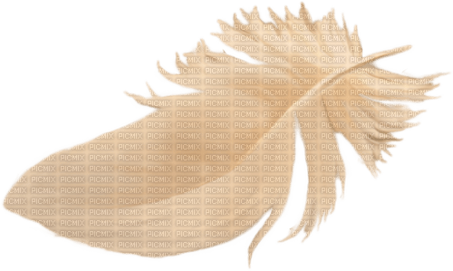 Feder Feather - ingyenes png