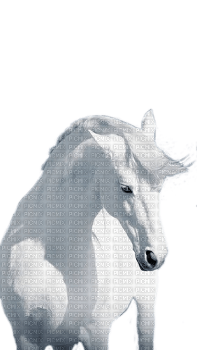 Pferd, Weiß - kostenlos png