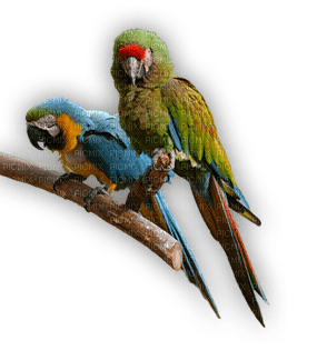 Kaz_Creations Birds Bird Parrots - nemokama png