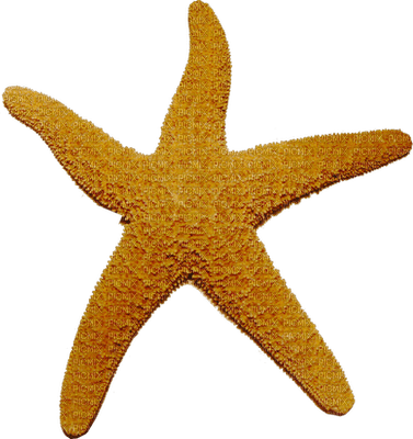Kaz_Creations Starfish - bezmaksas png