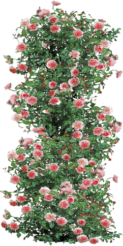 Roses-RM - zdarma png