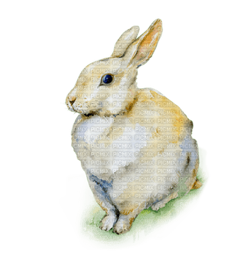 Easter, Rabbit, Rabbits, Bunny, Bunnies - Jitter.Bug.Girl - png gratis