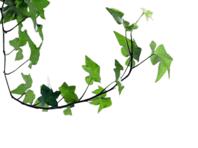 Tube Plante Verte - darmowe png