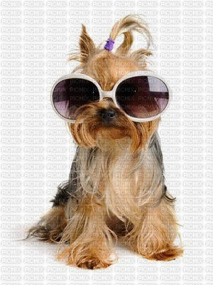 dog wearing glasses bp - ücretsiz png