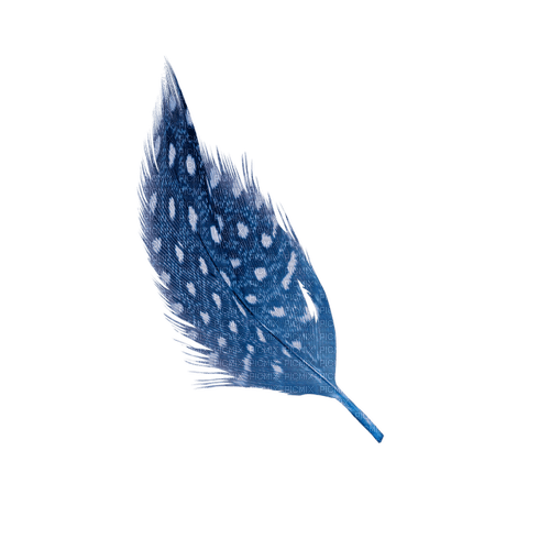 kikkapink deco scrap blue feather - besplatni png