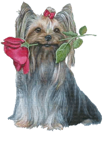 dog with rose  by nataliplus - Gratis geanimeerde GIF