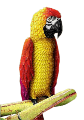 perroquet - фрее пнг