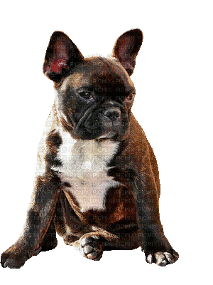 Kaz_Creations Animated Dog Pup - GIF animado gratis