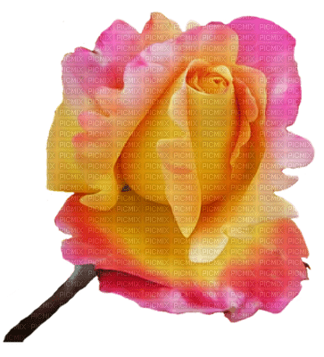 rose jaune - png grátis