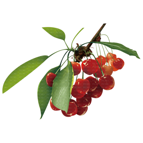 Fruits - безплатен png