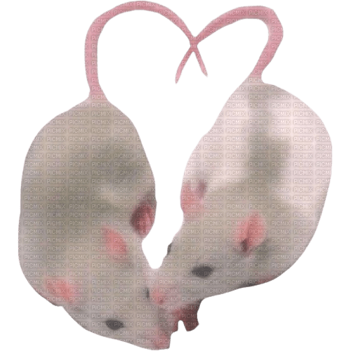 rats heart - png grátis