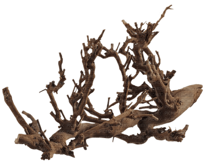 plant roots - 免费PNG