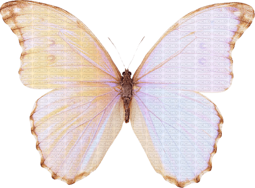 butterfly Bb2 - 無料png