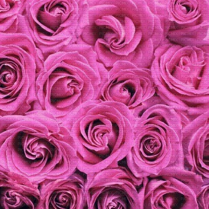 Hot Pink roses - PNG gratuit